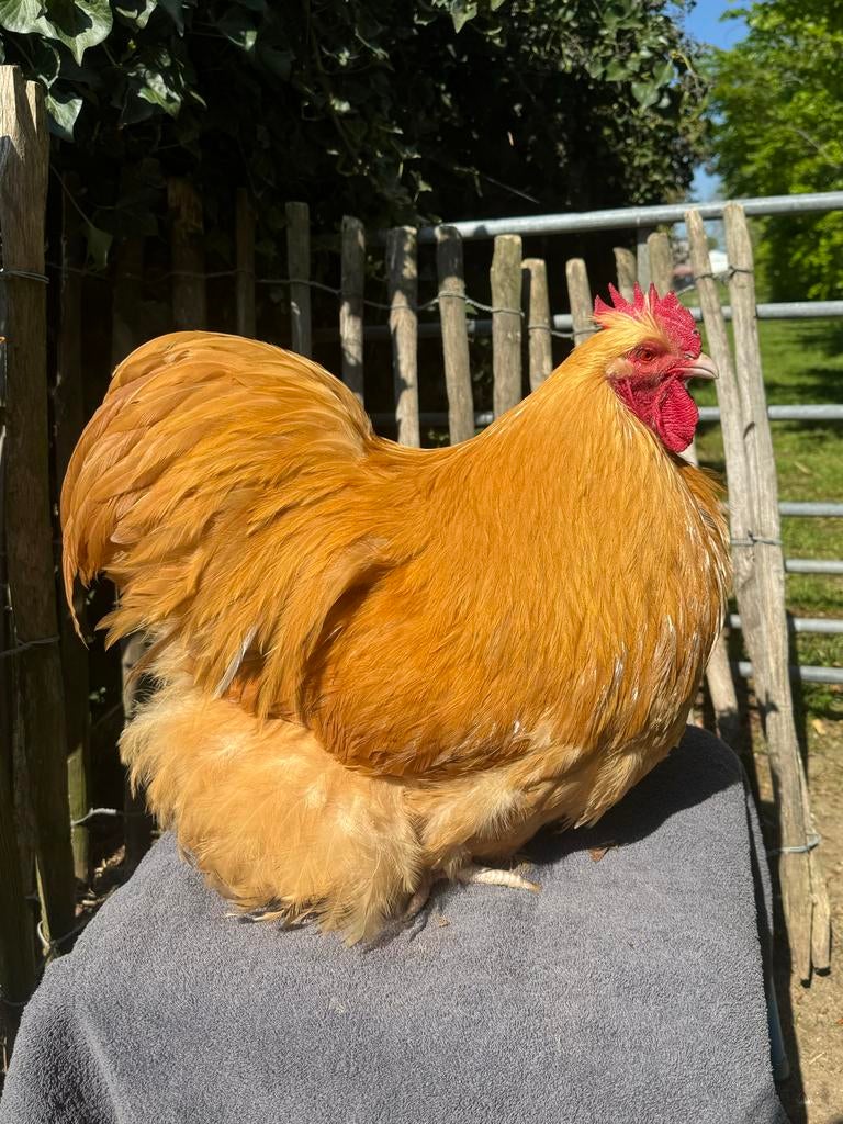 Orpington hannen, Dieren en Toebehoren, Pluimvee, Meerdere dieren, Kip