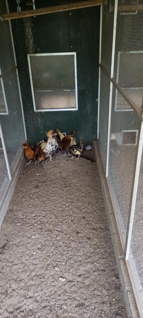 Broedeieren van Appenzeller spitskuif, Dieren en Toebehoren, Pluimvee, Geslacht onbekend, Kip