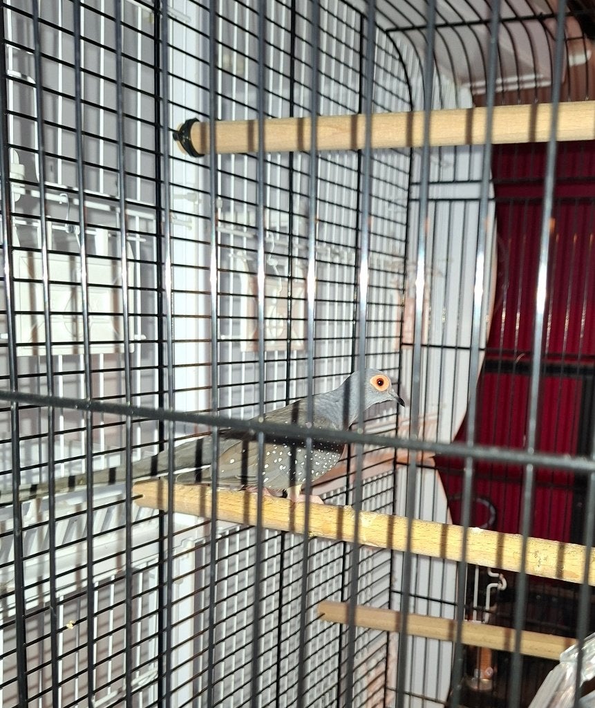 diamantduifjes, Dieren en Toebehoren, Meerdere dieren, Overige soorten