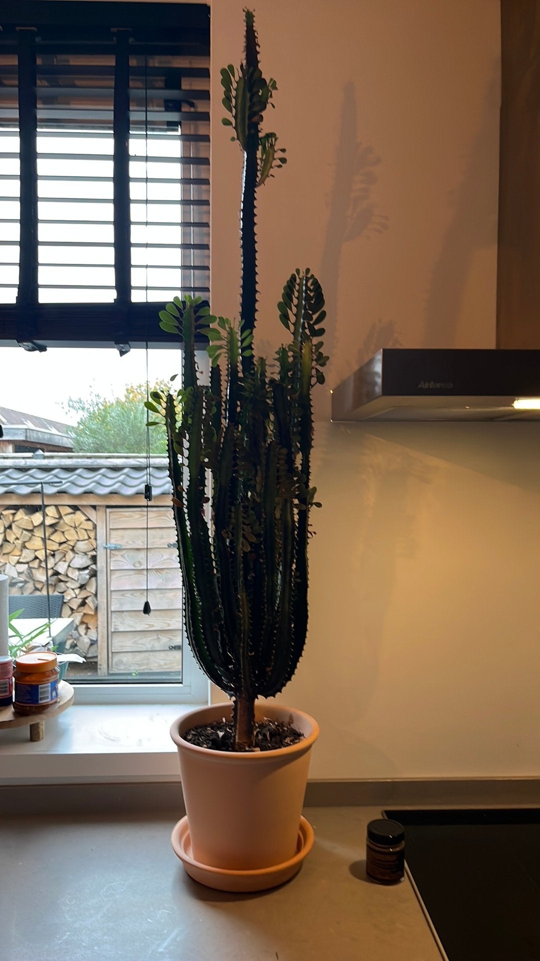 Grote gezonde cactus in pot, Ophalen, 100 tot 150 cm, Halfschaduw, Groene kamerplant