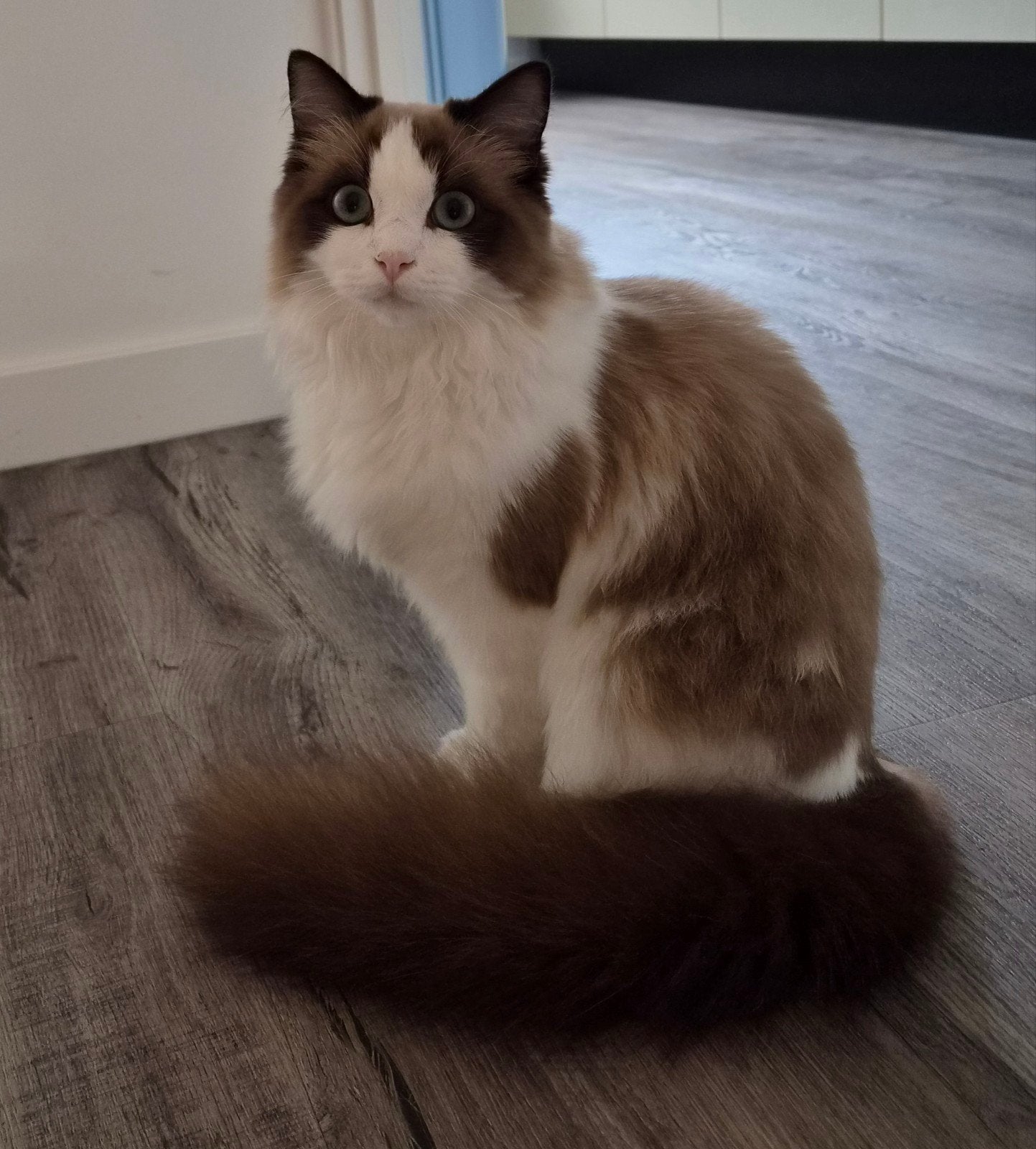 Lieve Ragdol kater gecastreerd 6mnd, Kater, Gechipt, 0 tot 2 jaar