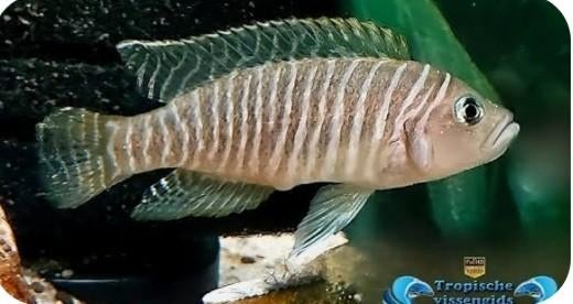 Lamprologus similis, Vis