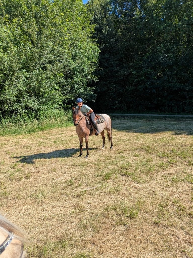 Verzorg paard /lease paard, Overige merken, Ophalen of Verzenden, Nieuw, Overige typen