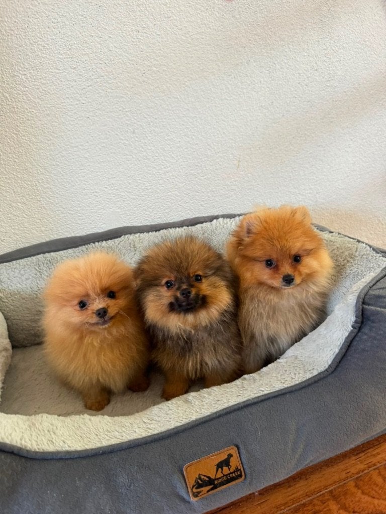Pomeriaan  Pups, 8 tot 15 weken, Parvo, Meerdere, Nederland