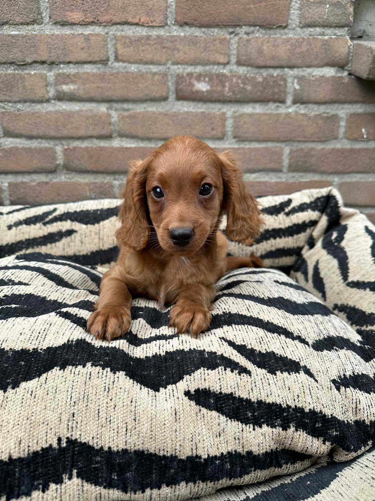 Cavapoo pups, Parvo, Nederland, Overige rassen, 8 tot 15 weken
