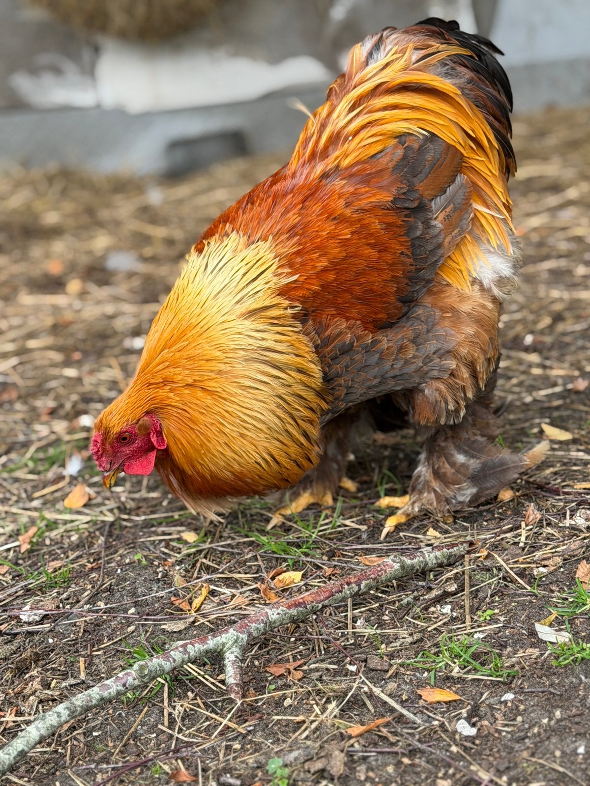 Brahma X Hubbard hanen, Mannelijk, Kip