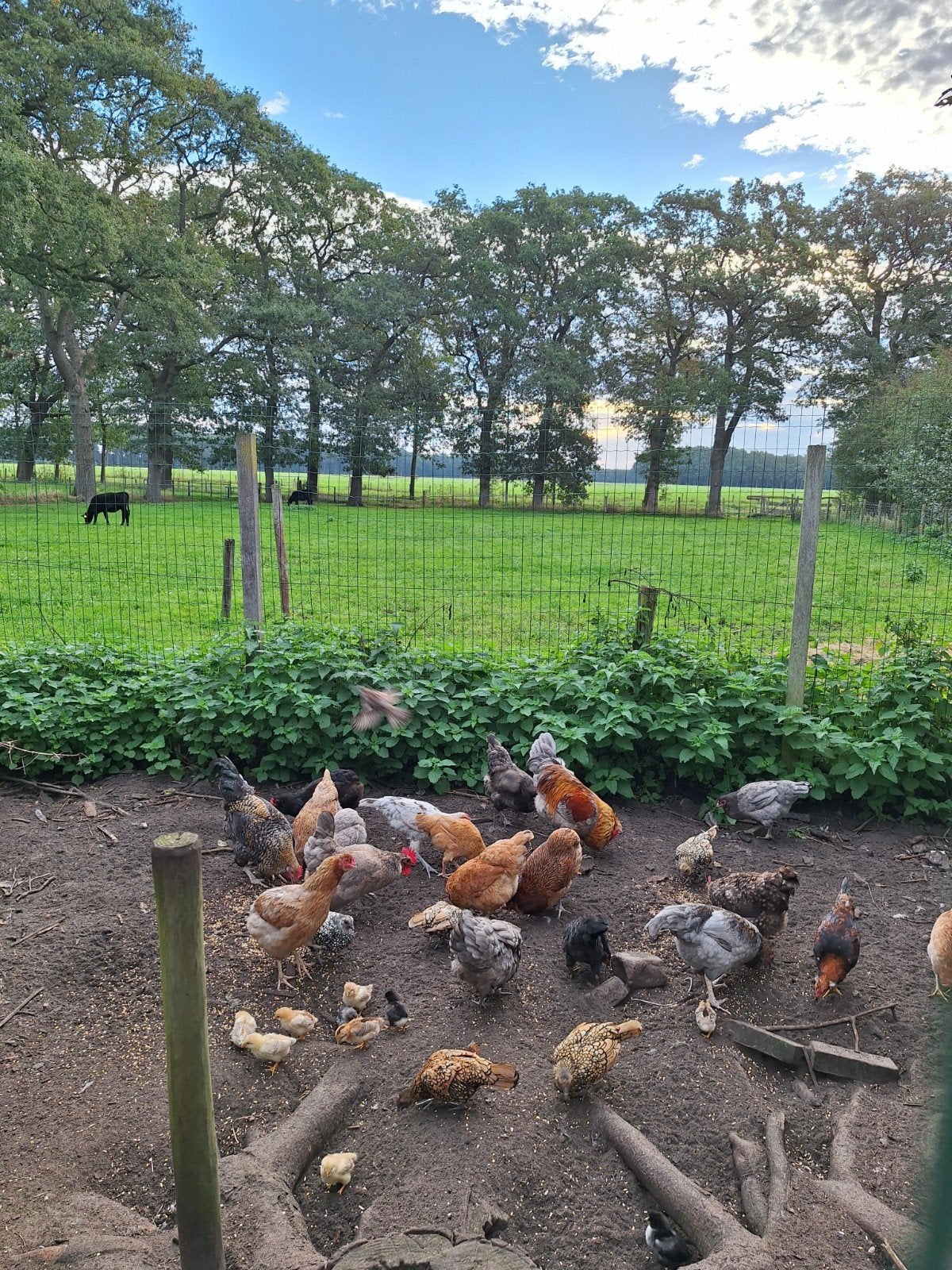 acaucana haan ,oor veertjes, Dieren en Toebehoren, Mannelijk, Kip