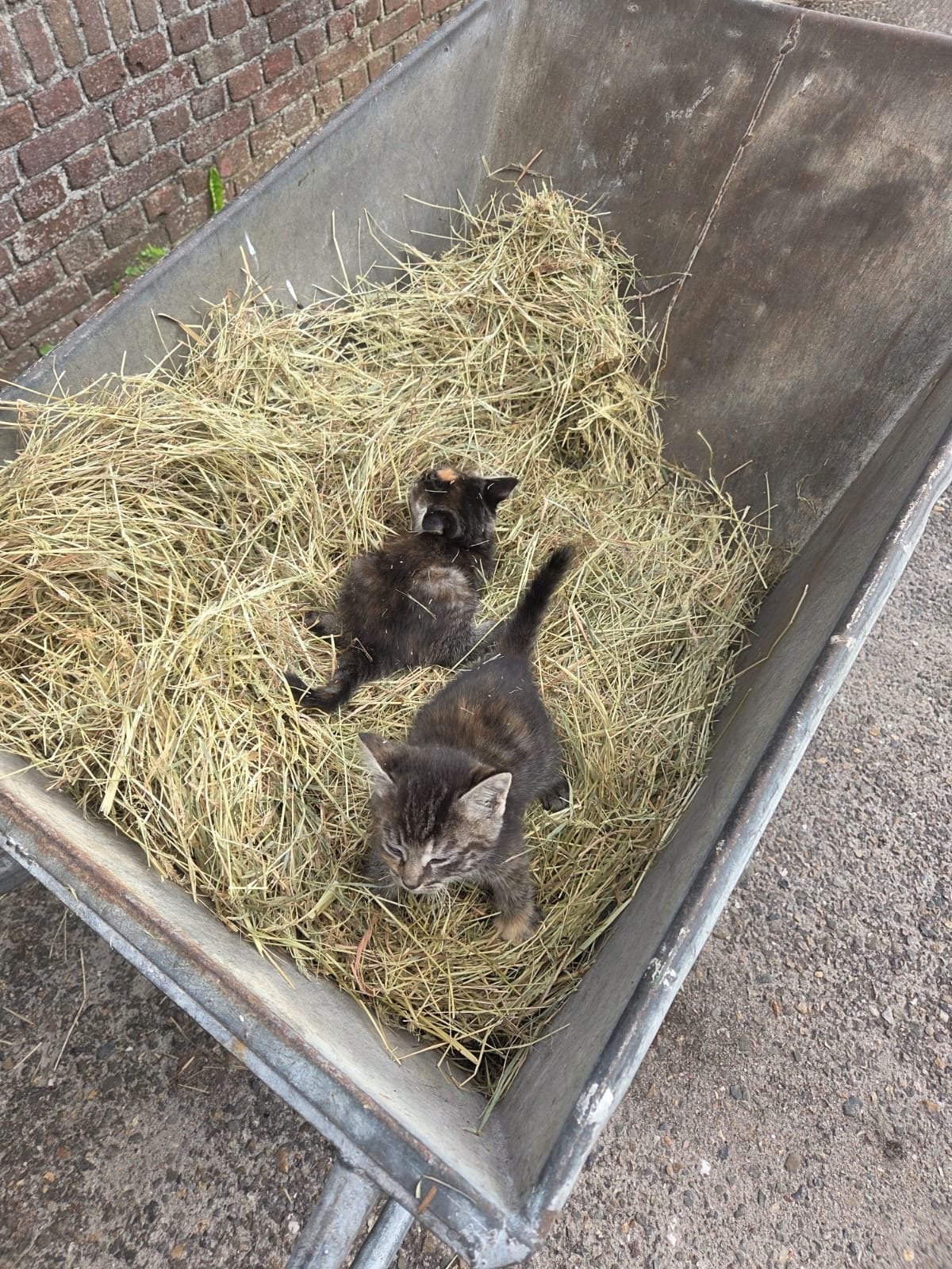 Boerderij kittens