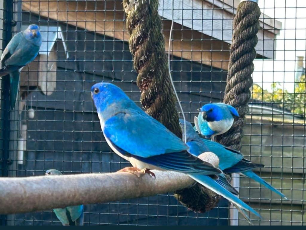 Gevraagd koppel  blauw wit borsten  Splendits, Meerdere dieren, Parkiet, Geringd