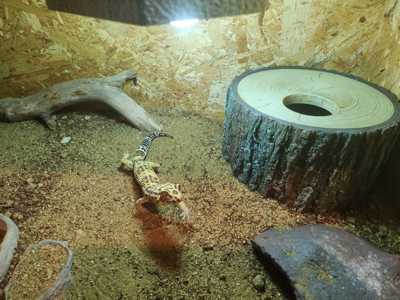 luipaard Gekko Leopard Gecko photo 8