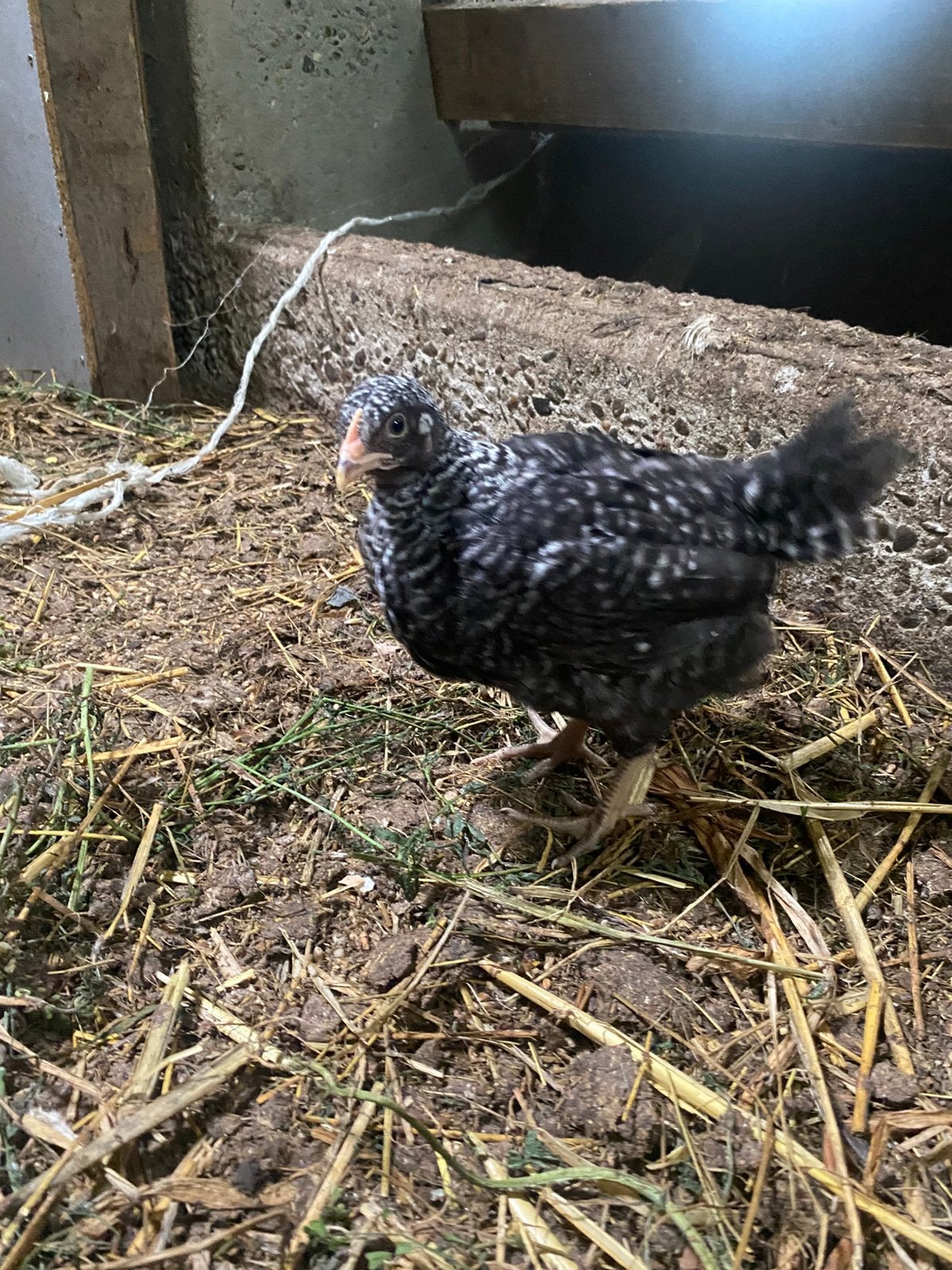 5 Noord hollandse blauwe kuikens, Dieren en Toebehoren, Pluimvee, Meerdere dieren, Kip