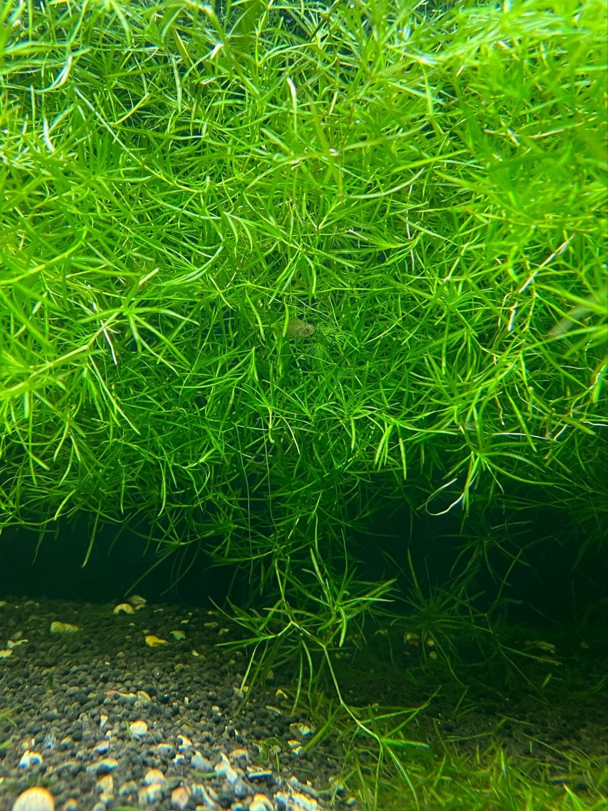 Guppy Grass - Locatie Bilzen BE, Ophalen, Nieuw, Plant(en), Steen of Hout, Overige merken