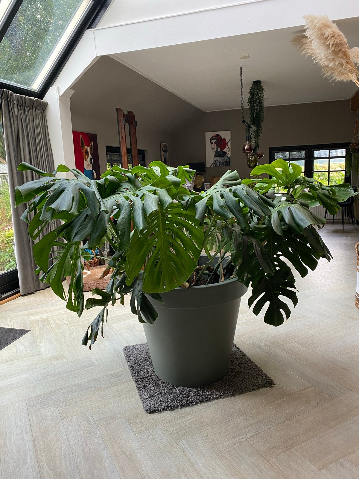 Grote Monstera Deliciosa - Kamerplant, Ophalen, Binnen, Overige materialen, Overige merken
