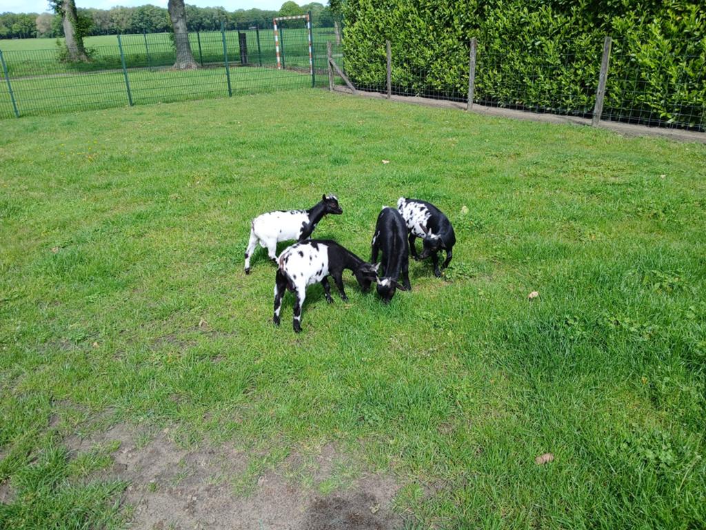 Dwergbokjes dwerggeitjes stippelbok, Dieren en Toebehoren, Schapen, Geiten en Varkens, Mannelijk, Geit