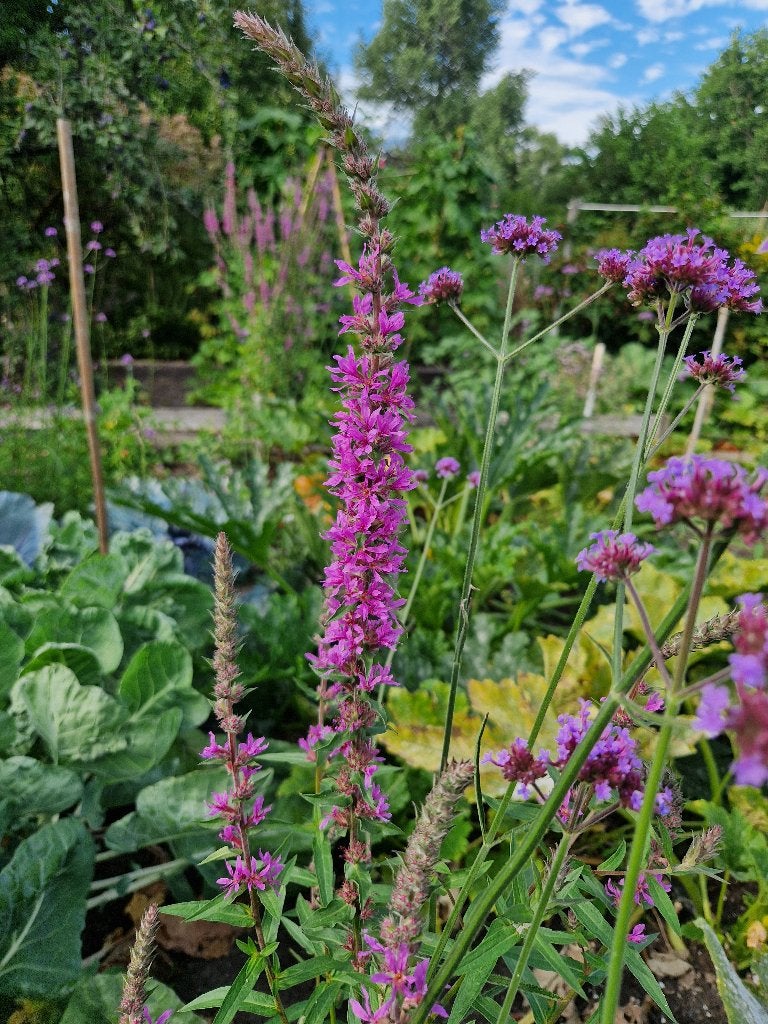 Lythrum salicaria of kattenstaart vaste plant, Tuin en Terras, Planten | Tuinplanten, Ophalen, Overige soorten, Volle zon