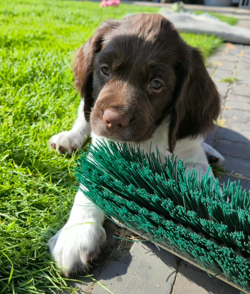 Mooie Engelse Springer Spaniel Pup te koop NOG 1 REU !, 8 tot 15 weken, Meerdere, Meerdere dieren, Spaniël