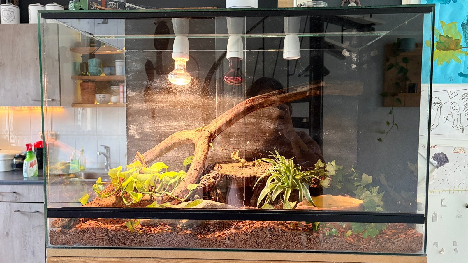 1.0 koningspython nk25 GHI - incl terrarium, Slang, Met terrarium, 0 tot 2 jaar