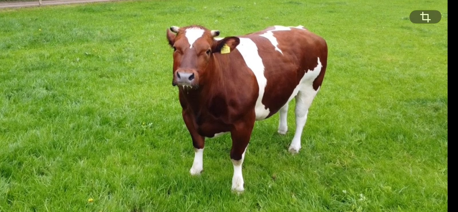 Mooie rood bonte Dikbil koe, Vrouwelijk