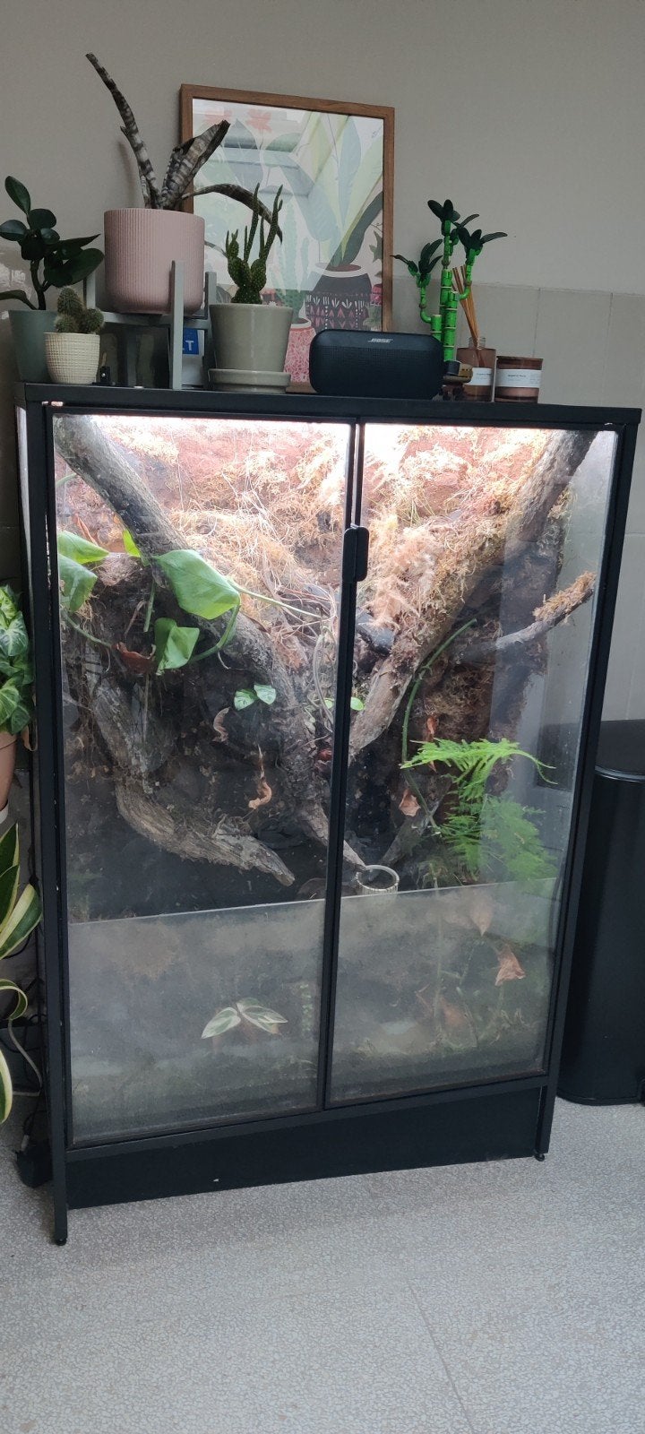 paludarium / terrarium in IKEA RUDSTA, Ophalen of Verzenden, Gebruikt, Terrarium of Paludarium
