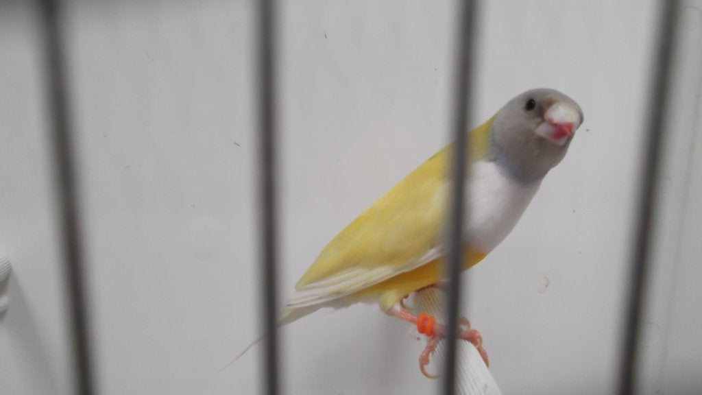 gouldamadines zwartkop groen pastel witborst, Dieren en Toebehoren, Vogels | Kanaries, Meerdere dieren, Kleurkanarie