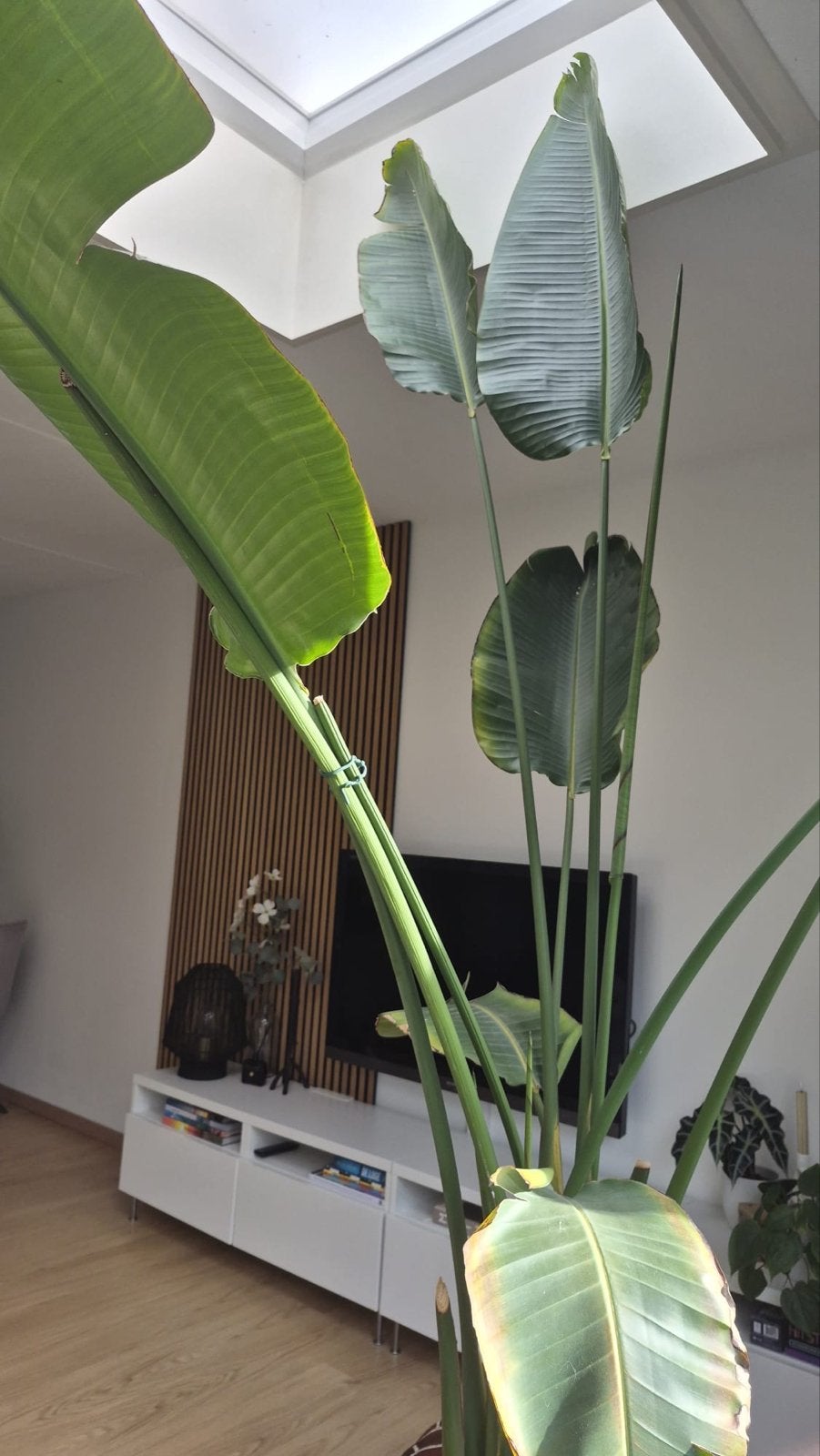 Grote Strelitzia Nicolai (Paradijsvogelplant), Huis en Inrichting, 200 cm of meer, Overige soorten, In pot, Groene kamerplant