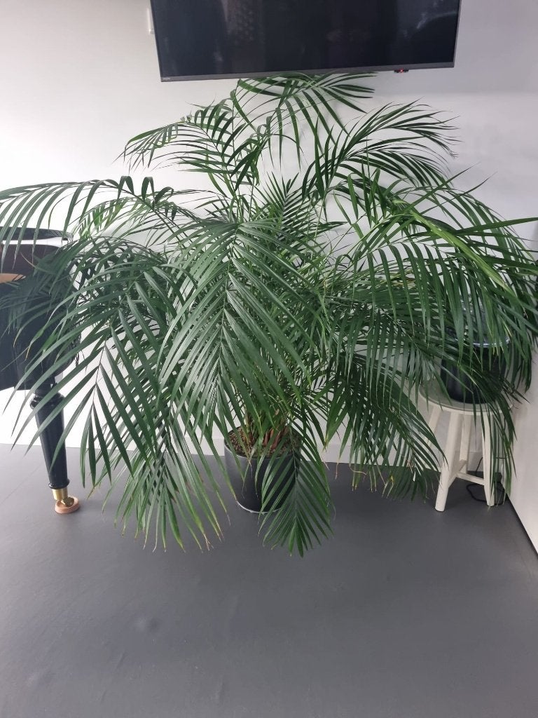 Gezonde Dypsis Lutescens - Goudpalm - Palm - Kamerplant, Ophalen, Palm, Halfschaduw, 150 tot 200 cm