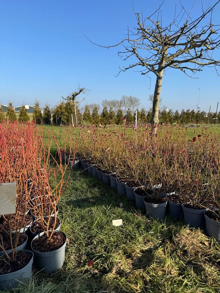 Blauwe bessen struiken - 2 jaar oud, Ophalen of Verzenden, Vaste plant, Fruitplanten, Volle zon