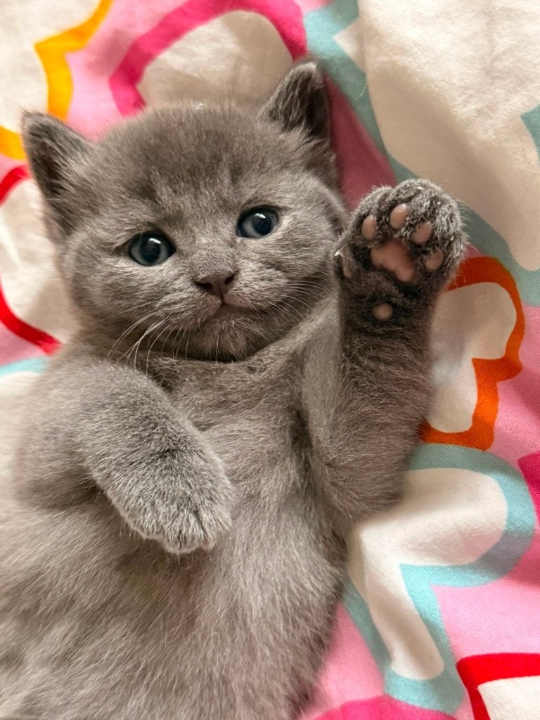 Blauwe rus x Britse korthaar -Bijzondere kitten (3 pootjes), Poes, Ontwormd, 0 tot 2 jaar