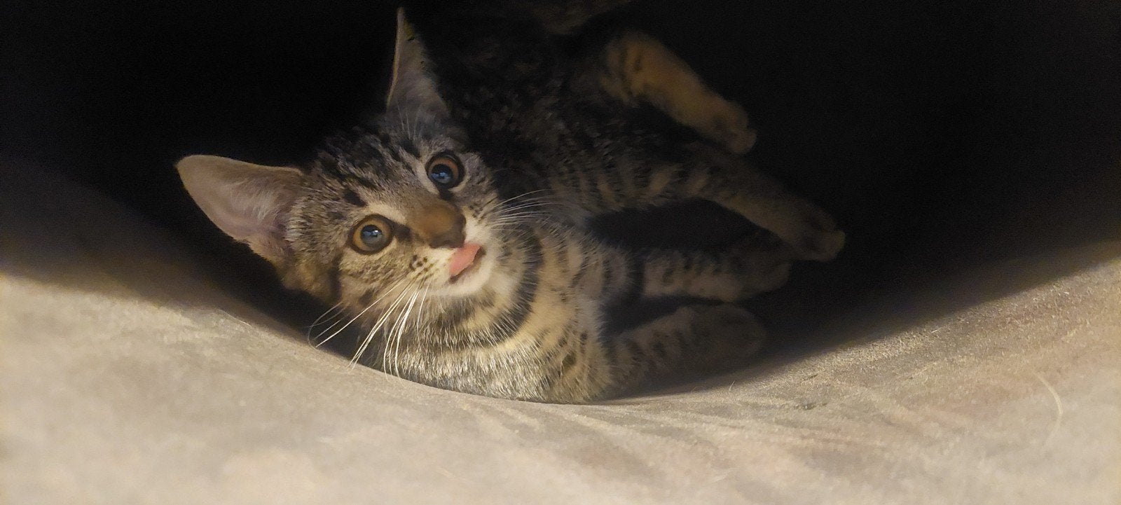 2 zusjes mogen het nest verlaten!, Dieren en Toebehoren, Katten en Kittens | Overige Katten, Poes