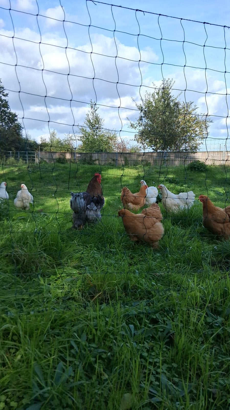 Grote Cochin – broedeieren en kuikens te koop, Geslacht onbekend, Kip