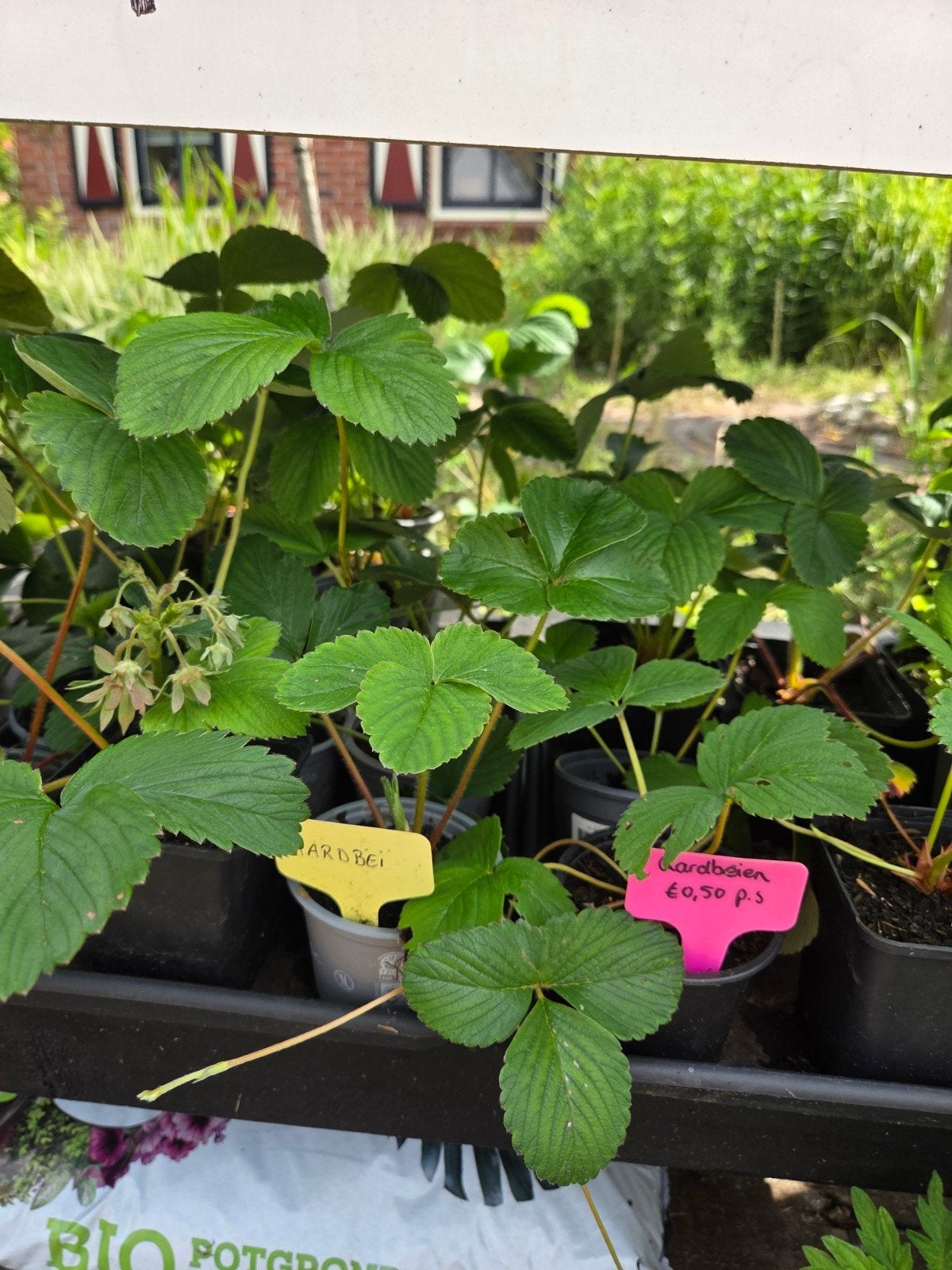 Aardbeienplantjes - Laatste stuks! Onbespoten, Ophalen, Volle zon, Vaste plant, Zomer