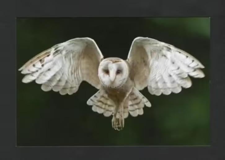Kerkuil Tyto Alba Vliegend in de Nacht., Ophalen of Verzenden, 1980 tot heden, Ongelopen, Vogel