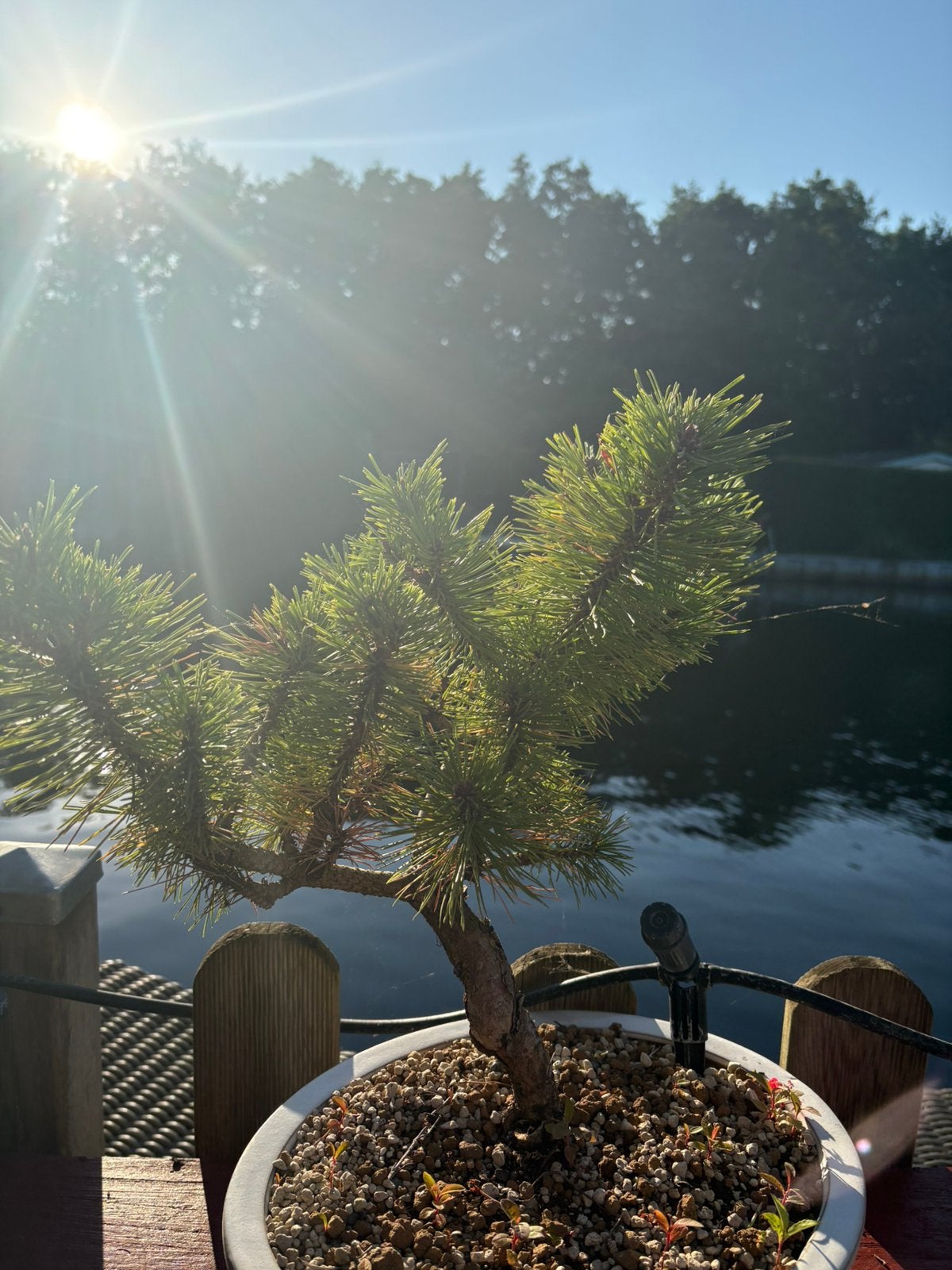 Pinus Thunbergii Bonsai, Ophalen, Bloeit niet, Halfschaduw, Overige soorten