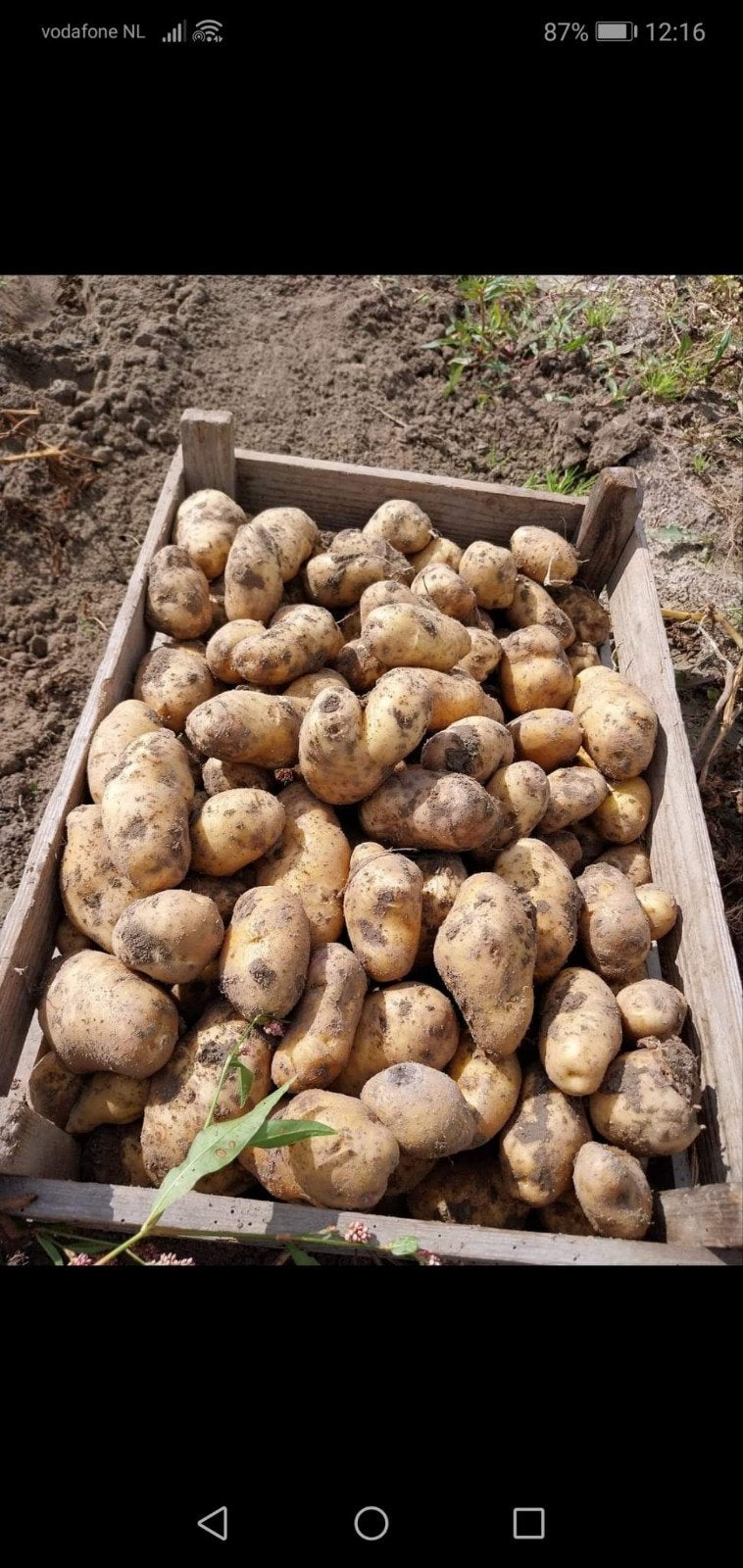 Borgers aardappelen, Diversen, Levensmiddelen, Ophalen
