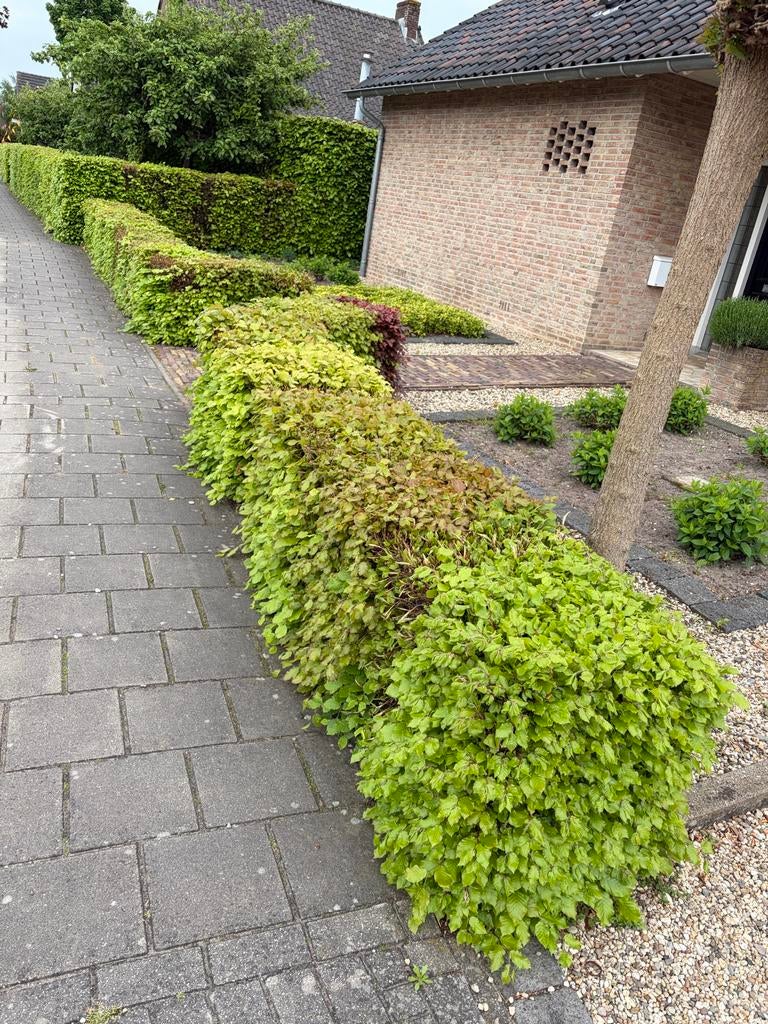 Gratis 18 m beukenhaag, 65 cm hoog, Ophalen, Vaste plant, Overige soorten, Volle zon