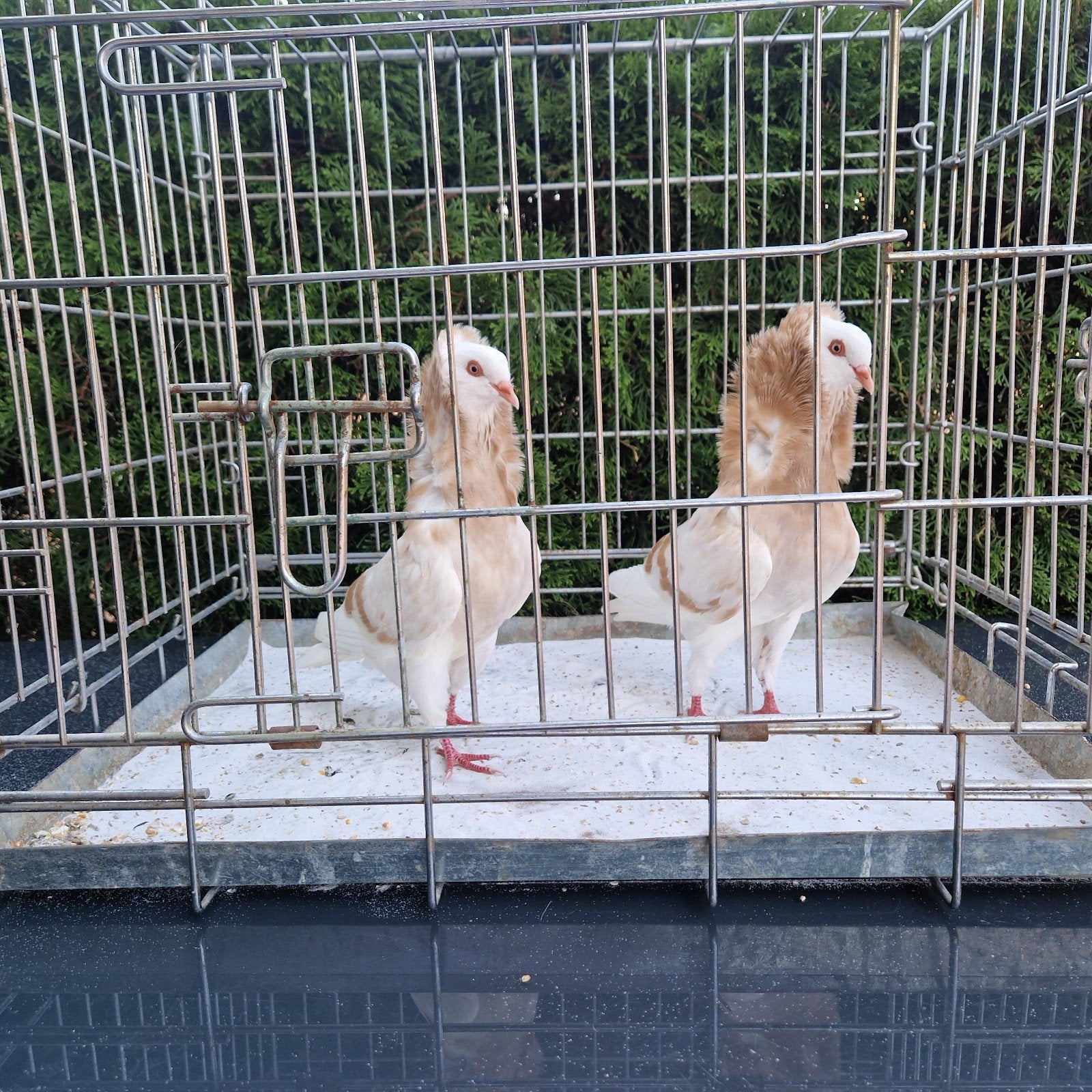 Koppel geel gebande kapucijners, Meerdere dieren, Overige soorten