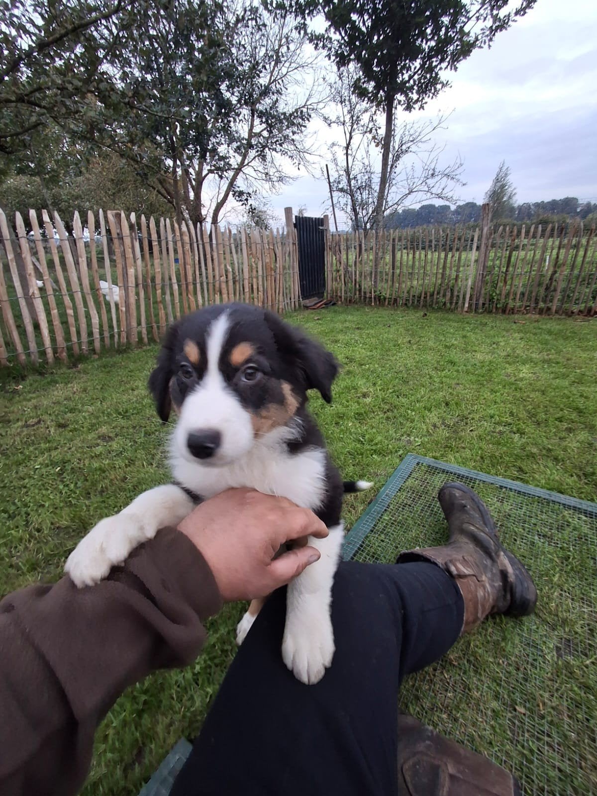prachtige Australian Shepherd pups, 8 tot 15 weken, CDV (hondenziekte), Meerdere, Meerdere dieren