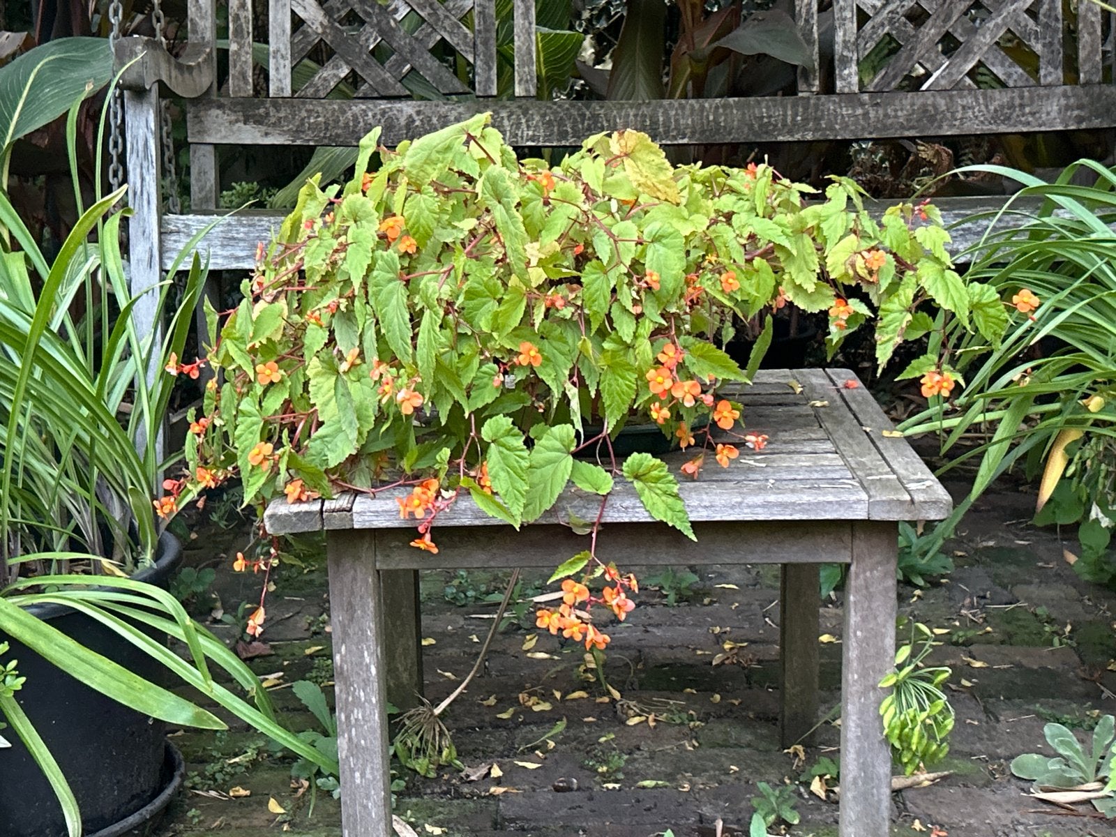 Begonia Sutherlanii - Oranje bloemen & broedbolletjes, Vaste plant, Halfschaduw, Zomer, Ophalen