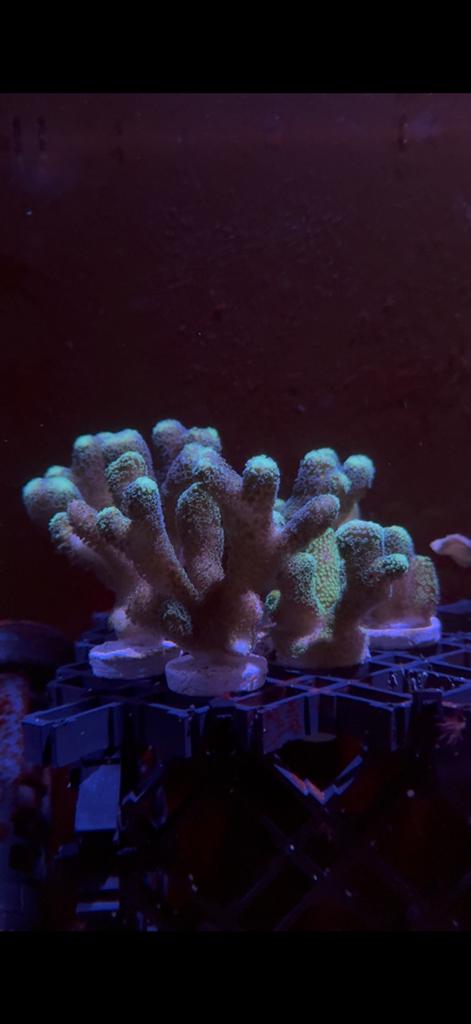 Stylophora Stekken Te Koop, Overige typen