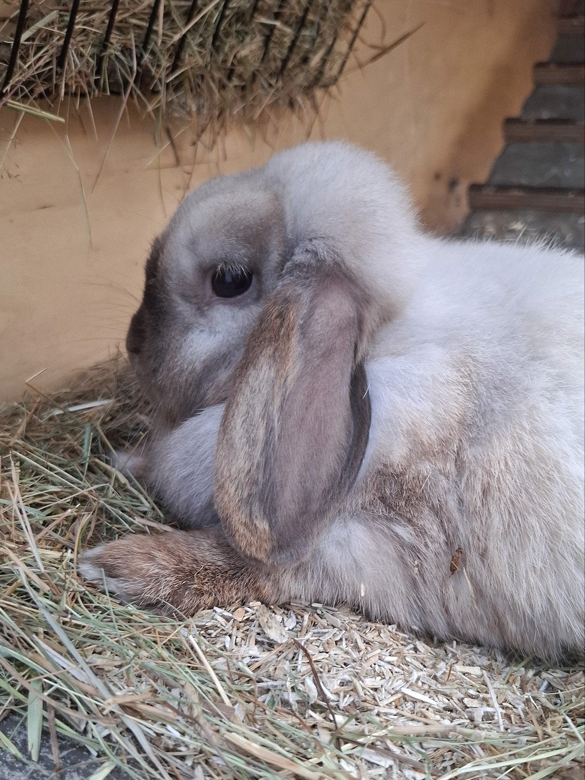 Gezocht 5-sterren huisje voor nhd sallander hangoor konijn, Dieren en Toebehoren, Konijnen, Vrouwelijk, Hangoor, 3 tot 5 jaar