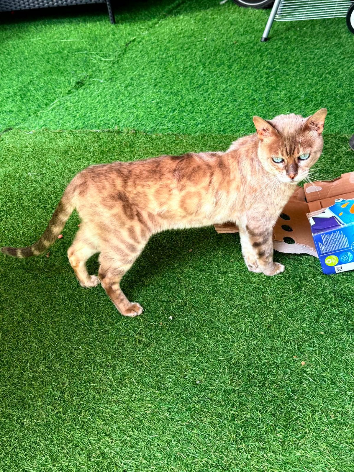 Bengaalse Kat, Dieren en Toebehoren, Katten en Kittens | Raskatten | Korthaar, Poes, Gechipt