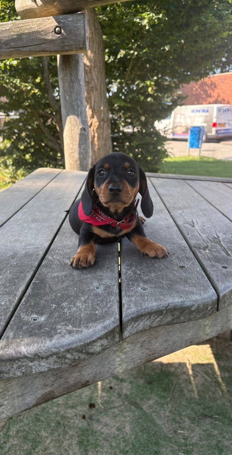 Dwergteckel, Reu, 8 tot 15 weken, Eén hond, Klein