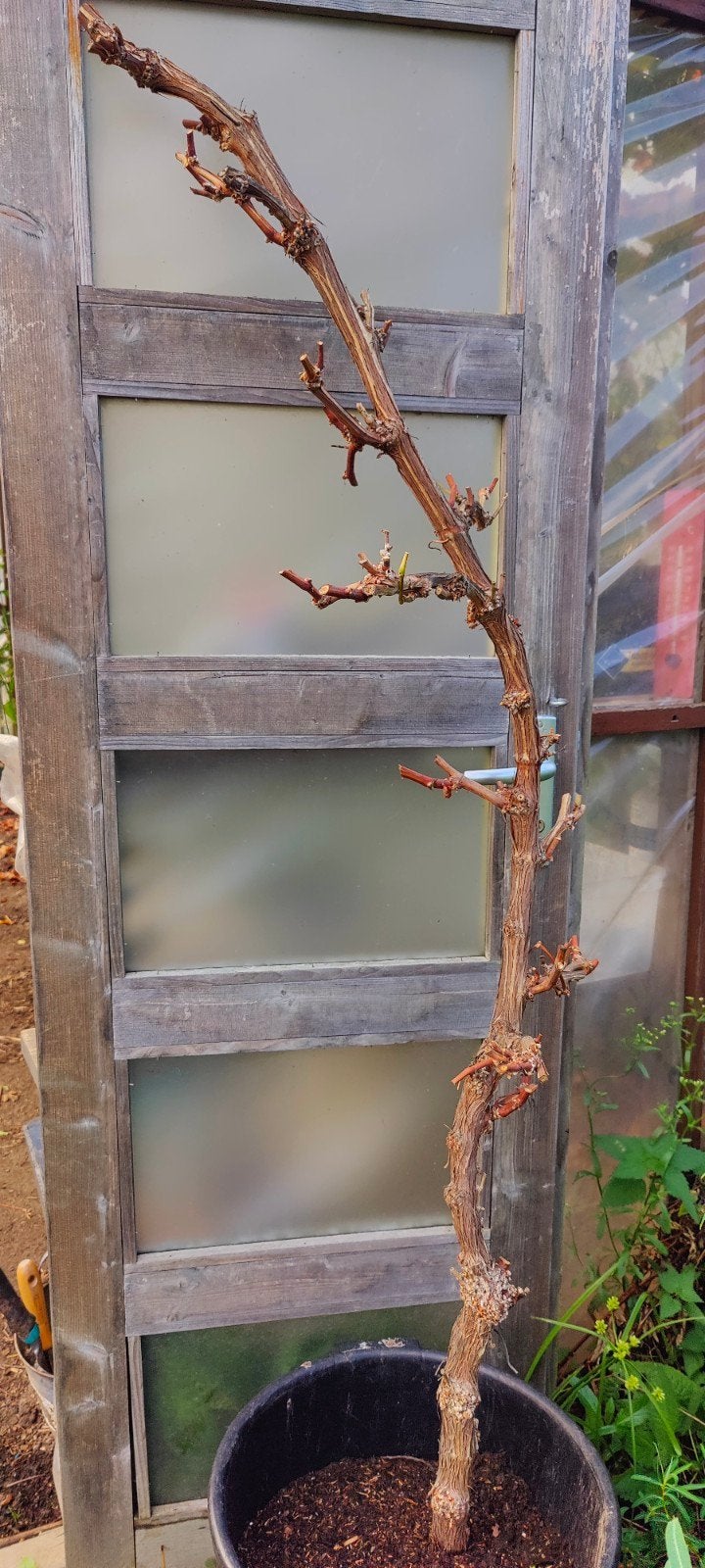 Druivelaar Muscat van Alexandrië - 7 jaar oud, 180 cm, Tuin en Terras, Ophalen, 100 tot 250 cm, In pot, Overige soorten