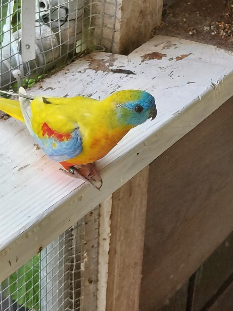 Prachtige roodbuikje (turquasine), Dieren en Toebehoren, Mannelijk, Parkiet, Geringd