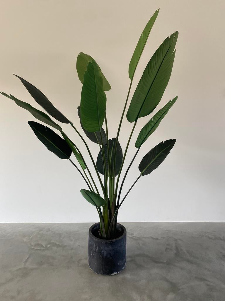 Kunstplant Strelitzia 190cm, Groene kamerplant, Ophalen, Volle zon, 150 tot 200 cm