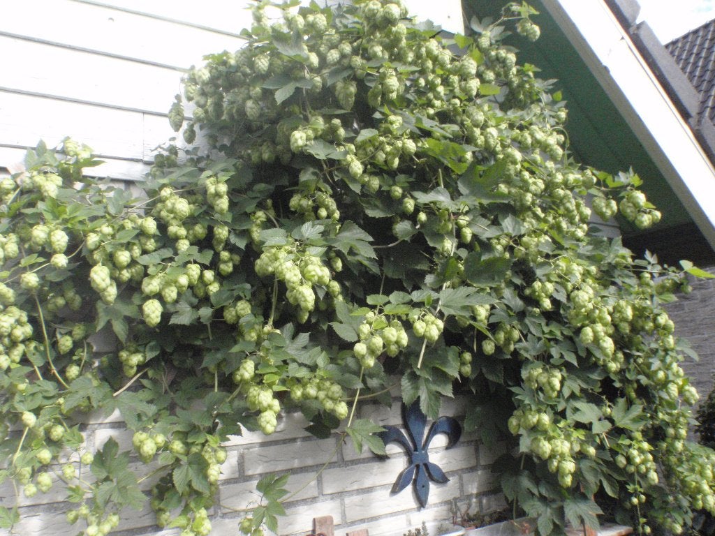 Hop, Ophalen, Volle zon, Vaste plant, Klimplanten