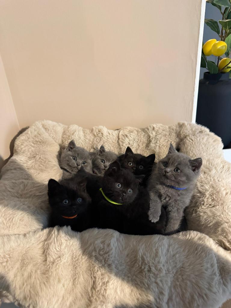 Mooie raszuivere Britse Korthaar, Dieren en Toebehoren, Katten en Kittens | Raskatten | Korthaar, Meerdere dieren, 0 tot 2 jaar