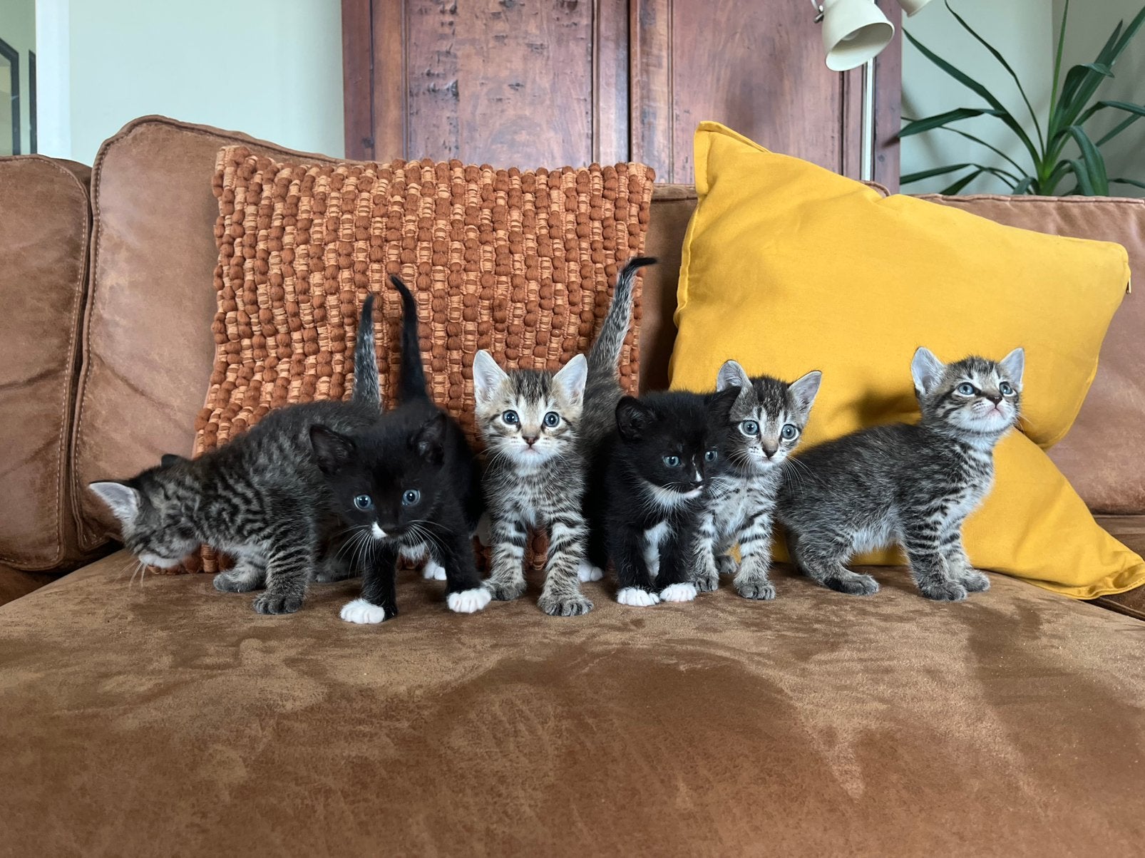 Lieve kittens zoeken nieuw huisje, Dieren en Toebehoren, Meerdere dieren