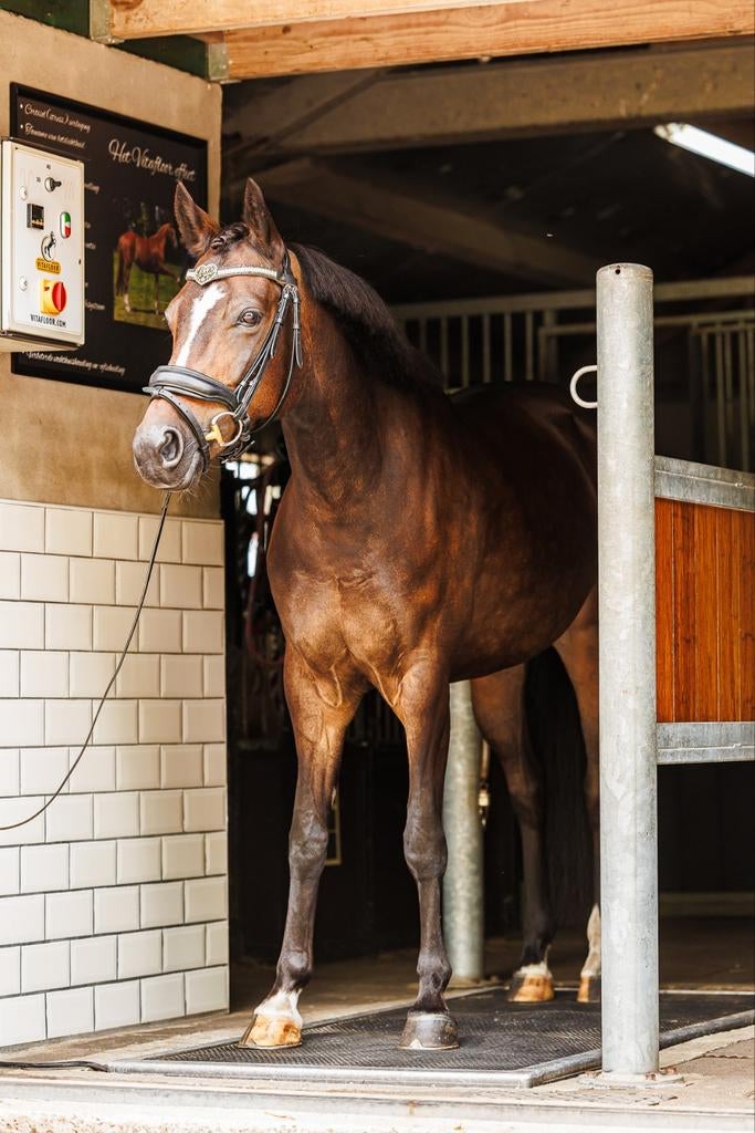 Vitafloor sessie paard en hond, Ophalen