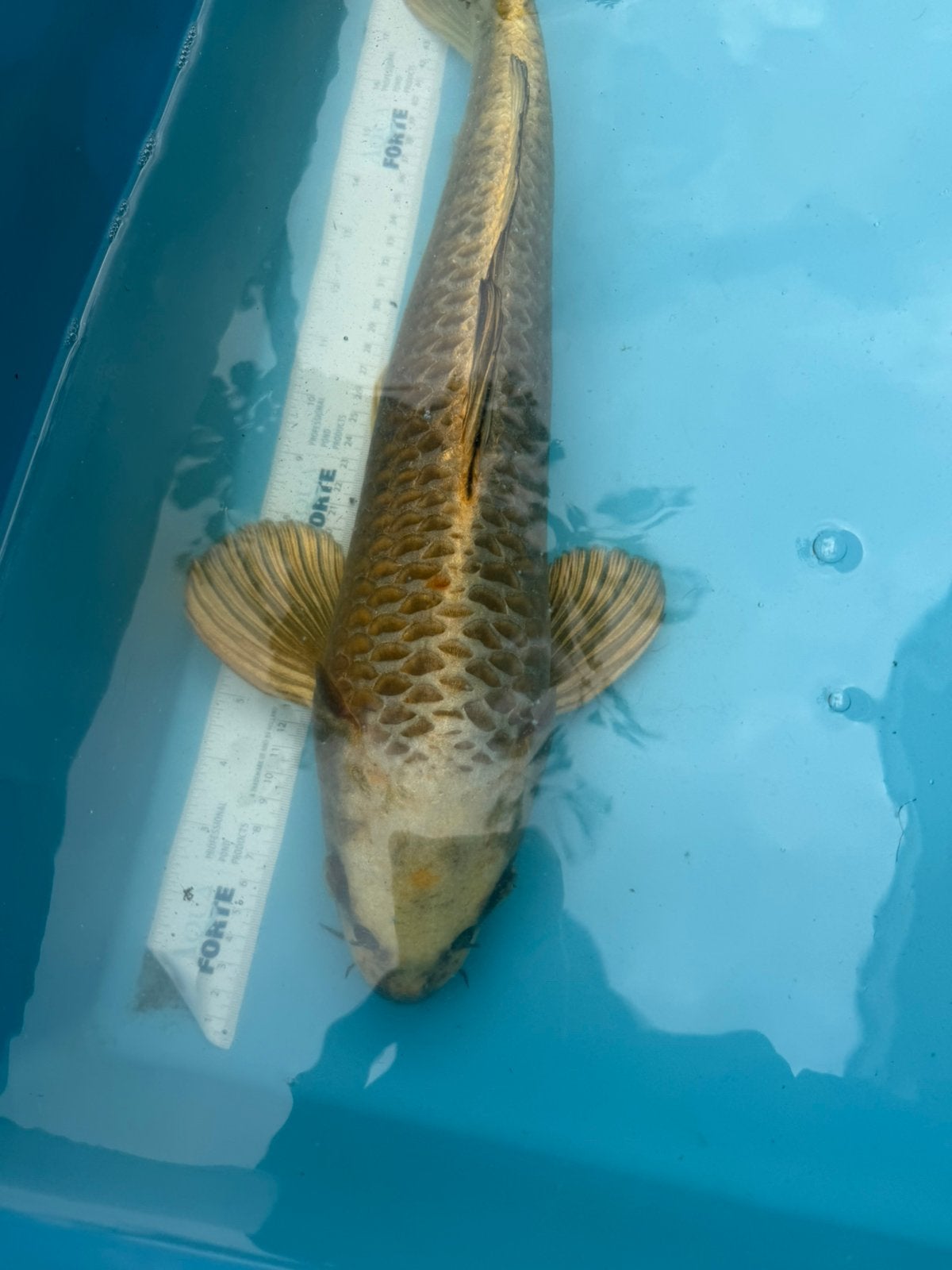 Ki Matsuba Marusei  koi, Dieren en Toebehoren, Karper of Koi